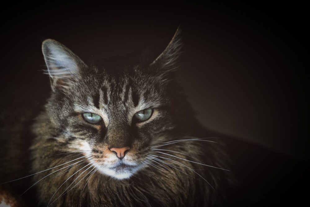 katt som ser sur ut